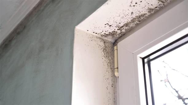 Best Attic Mold Removal  in Elko, NV